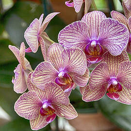 Atlanta Botanical Garden Orchids-V2