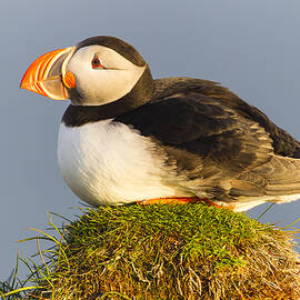 Atlantic Puffin Iceland by Peer von Wahl