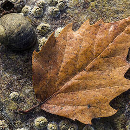 Autumn Along The Coast