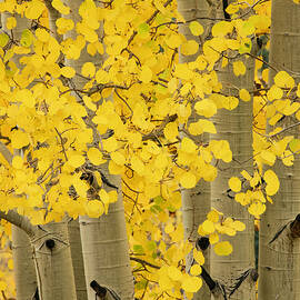 Autumn Aspen Leaves, Uncompahgre by Adam Jones