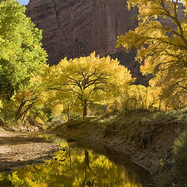 Autumn Canyon De Chelly by Tom Vezo