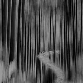 AUTUMN FOREST ABSTRACT VERSION 2 by Thomas Young