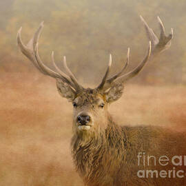 Magnificant Stag