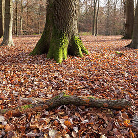 Autumn In The Royal Forest Of Dean At by Stephen Dorey