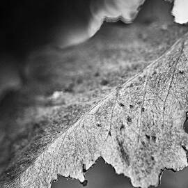 Autumn leaves B and W by Charles Muhle