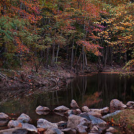Autumn Leaves Reflecting In the Stream by Todd Aaron