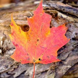 Autumn Maple Leaf on a log by Chris Bordeleau
