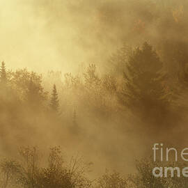 Autumn Mist