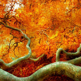 Autumn - Tree - Serpentine by Mike Savad