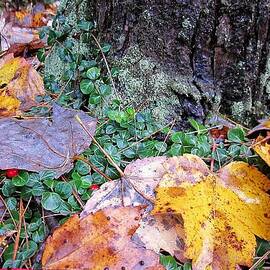 Autumn Tree Trunk 