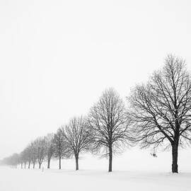 Avenue with row of trees in winter by Matthias Hauser