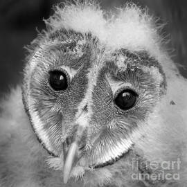 Abandoned Baby Barn Owl