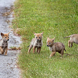 Baby Coyotes on the Run