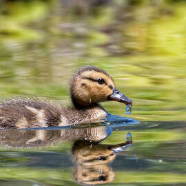 Baby Mallard