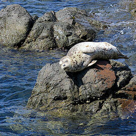Baby Sea Lion On Rock At San Juan Island by Evgeny Vasenev