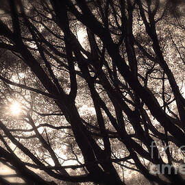 Backlit Branches of a Majestic Tree I by Beverly Claire Kaiya