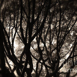 Backlit Branches of a Majestic Tree II by Beverly Claire Kaiya