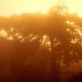 Backlit tree in fog by Chris Bordeleau