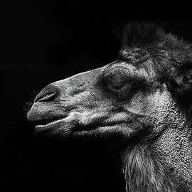 Bactrian Camel by © Christian Meermann