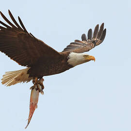 Bald Eagle Fisn Dinner by Beth Sargent