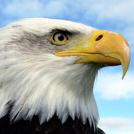 Bald Eagle by Science Photo Library