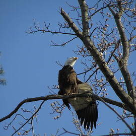 Bald Eagle Stretching Wing by J C