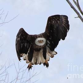 Bald eagle with wings up and partially out by Lori Tordsen