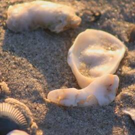 Bald Head Island Shells