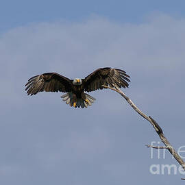 Bale eagle landing by Lori Tordsen