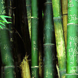 Bamboo Graffiti Pano - Sichuan Province