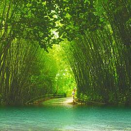 bamboo path to  Blue Lagoon 