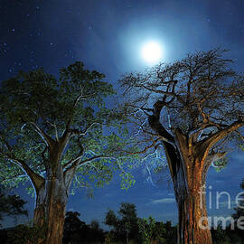 Moonlit Baobab Trees at Night in Tanzania