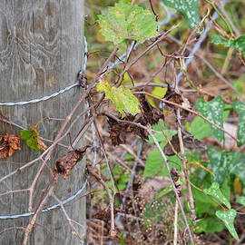 Barbed Fence Post