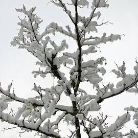 Bare Branches with Snow