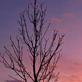 Bare Tree and Crescent Moon at Dusk