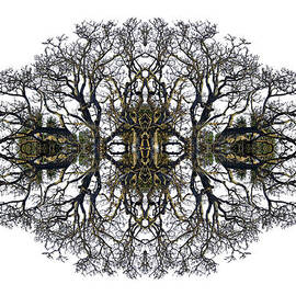 Bare Tree by Debra and Dave Vanderlaan