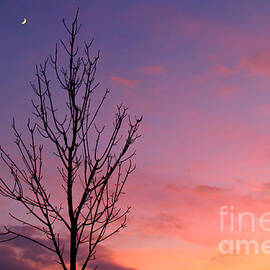 Bare Tree in Sunset with Crescent Moon