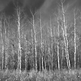 Bare Trees by Allan Van Gasbeck