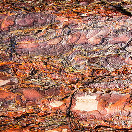 Bark of a tree closeup by Matthias Hauser