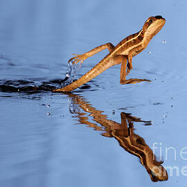 Basilisk Running Across Water by Scott Linstead