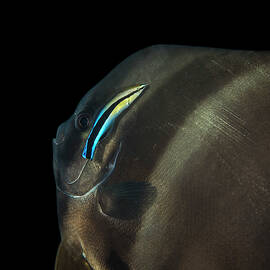 Batfish Being Cleaned By A Cleaner by Brandi Mueller