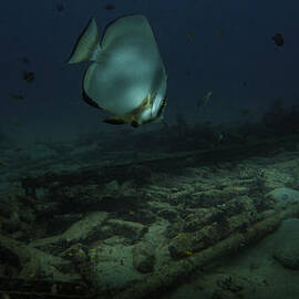 Batfish over Sabang Wreck Sabang