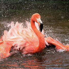 Bath by John Fan
