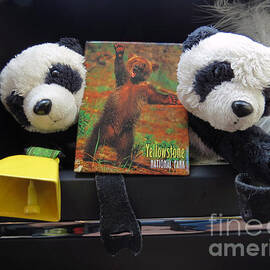 Be Bear Aware. Travelling pandas series by Ausra Huntington nee Paulauskaite