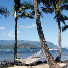 Beach With Palm Trees by Science Photo Library