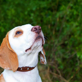 Beagle in a field looking up by Fizzy Image