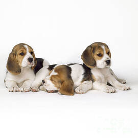Beagle Puppies, Row Of Three, Second by John Daniels