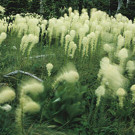 Bear Grass In The Wind, Logan Pass by Peter Essick