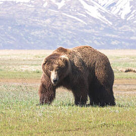 Bear in Hallo Bay in Katmai National Park Alaska