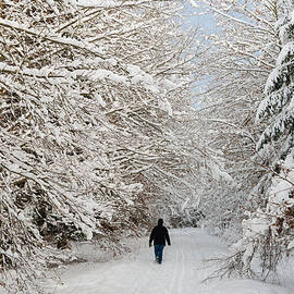 Beautiful forest in winter with snow covered trees by Matthias Hauser